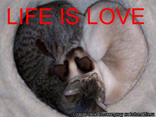 Котоматрица: LIFE IS LOVE