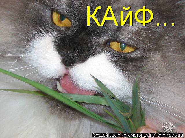 КАйФ...... Котоматрица: КАйФ...