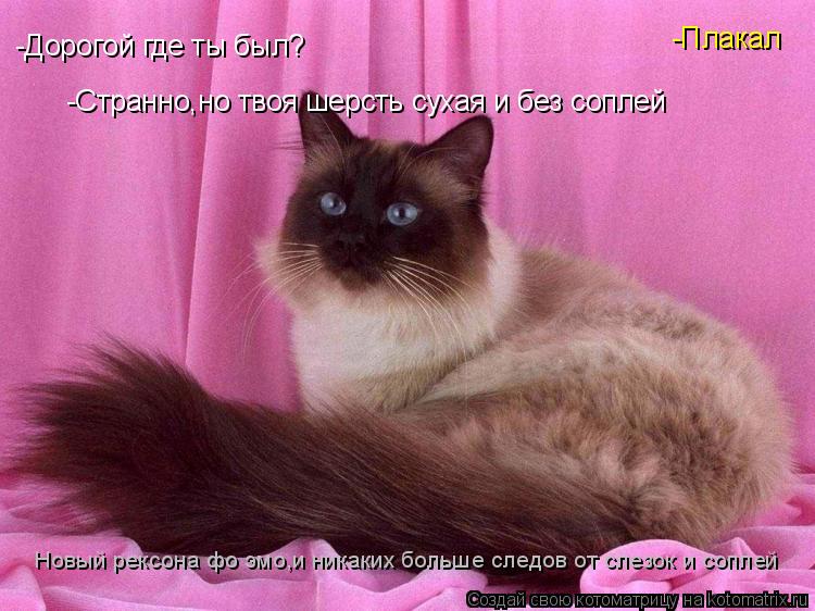 -Дорогой где ты был? -Плакал -Странно,но твоя шерсть сухая и без соплей Новый рексона фо эмо,и никаки... Котоматрица: -Дорогой где ты был? -Плакал -Странно,но твоя шерсть сухая и без соплей Новый рексона фо эмо,и никаких больше следов от слезок и соплей