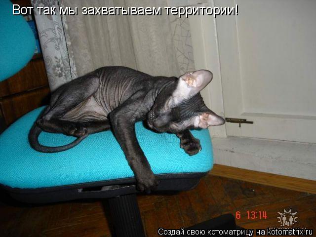 Котоматрица: Вот так мы захватываем территории!