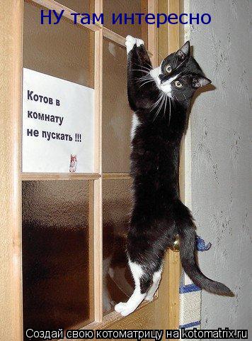 НУ там интересно... Котоматрица: НУ там интересно