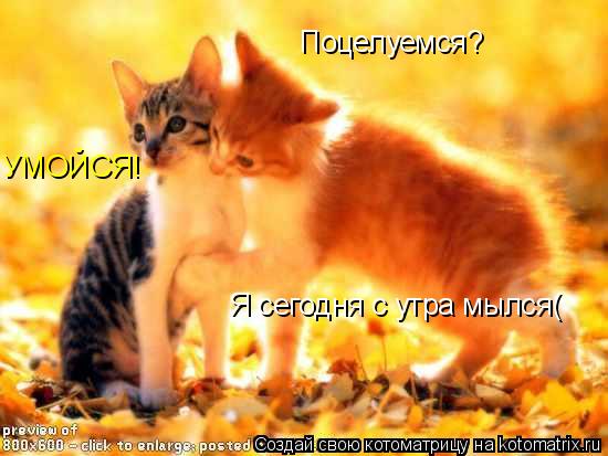 Поцелуемся? УМОЙСЯ! Я сегодня с утра мылся(... Котоматрица: Поцелуемся? УМОЙСЯ! Я сегодня с утра мылся(