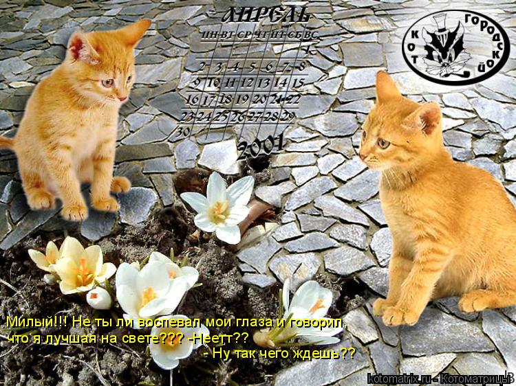 Милый!!! Не ты ли воспевал мои глаза и говорил, что я лучшая на свете??? -Неетт?? - Ну так чего ждешь... Котоматрица: Милый!!! Не ты ли воспевал мои глаза и говорил, что я лучшая на свете??? -Неетт?? - Ну так чего ждешь??