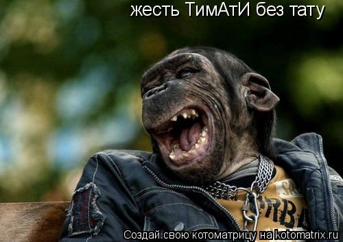 Котоматрица: жесть ТимАтИ без тату