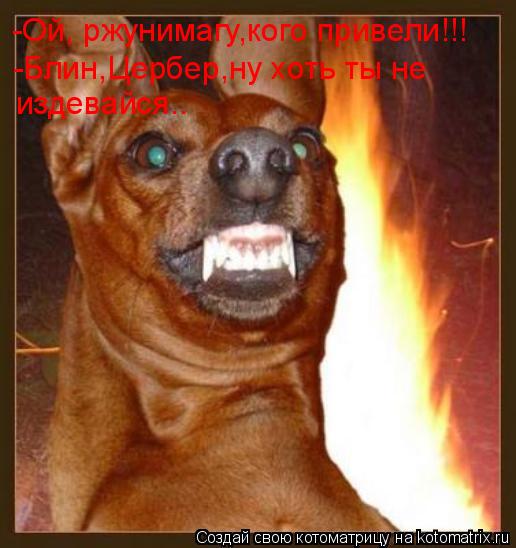 Котоматрица: -Ой, ржунимагу,кого привели!!! -Блин,Цербер,ну хоть ты не  издевайся..