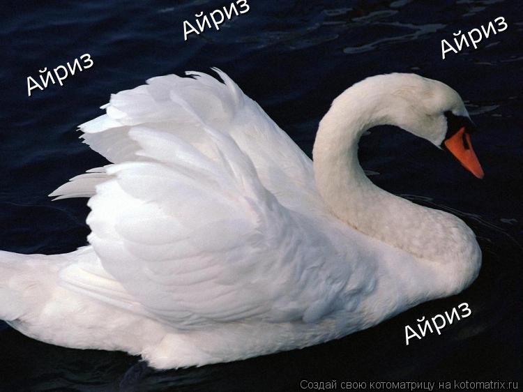 Айриз Айриз Айриз Айриз Айриз... Котоматрица: Айриз Айриз Айриз Айриз Айриз