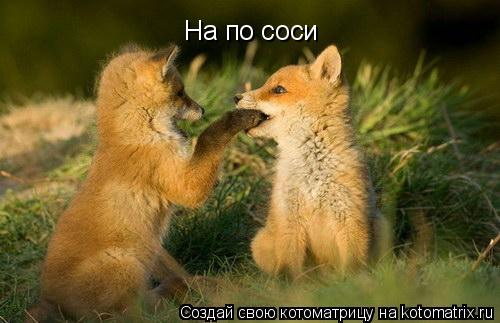 Котоматрица: На по соси