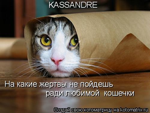 На какие жертвы не пойдешь ради любимой кошечки KASSANDRE... Котоматрица: На какие жертвы не пойдешь ради любимой кошечки KASSANDRE