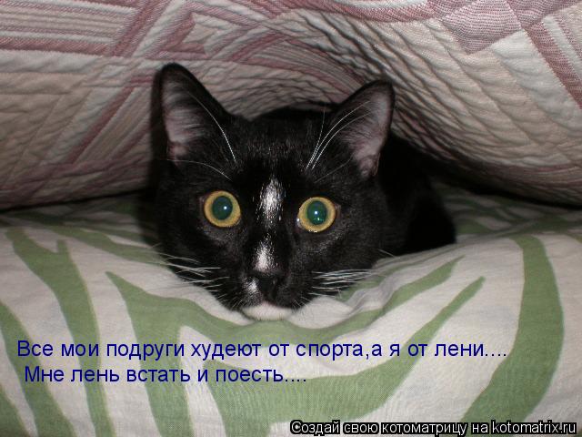 Все мои подруги худеют от спорта,а я от лени.... Мне лень встать и поесть....... Котоматрица: Все мои подруги худеют от спорта,а я от лени.... Мне лень встать и поесть....
