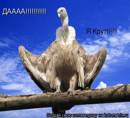 ДАААА!!!!!!!!!! Я Крут!!!!!... Котоматрица: ДАААА!!!!!!!!!! Я Крут!!!!!