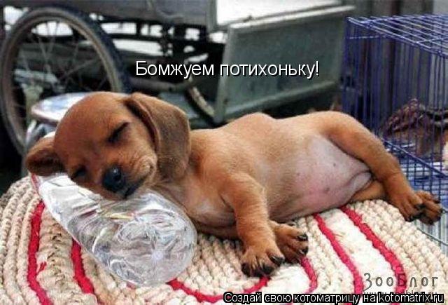 Котоматрица: Бомжуем потихоньку!