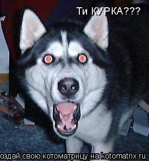 Ти КУРКА???... Котоматрица: Ти КУРКА???