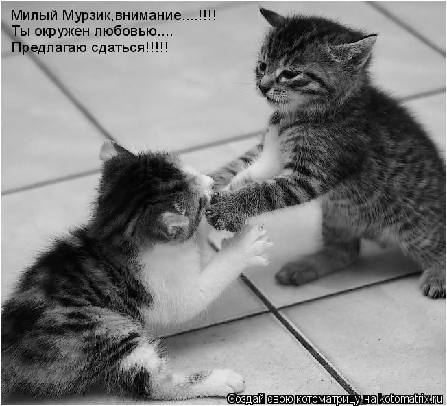 Милый Мурзик,внимание....!!!! Ты окружен любовью.... Предлагаю сдаться!!!!!... Котоматрица: Милый Мурзик,внимание....!!!! Ты окружен любовью.... Предлагаю сдаться!!!!!
