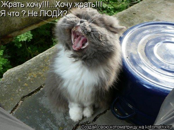 Я что ? Не ЛЮДИ? Жрать хочу!!!...Хочу жрать!!!... Котоматрица: Я что ? Не ЛЮДИ? Жрать хочу!!!...Хочу жрать!!!