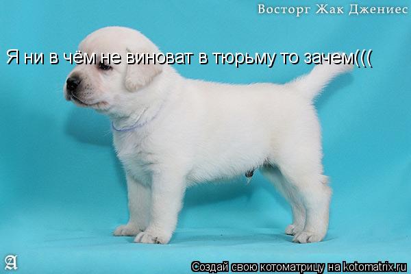 Я ни в чём не виноват в тюрьму то зачем(((... Котоматрица: Я ни в чём не виноват в тюрьму то зачем(((