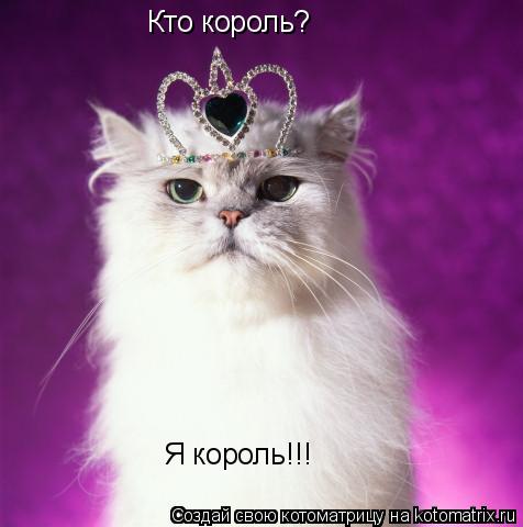 Кто король? Я король!!!... Котоматрица: Кто король? Я король!!!