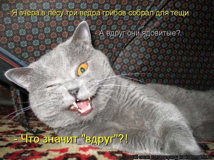 Котоматрица: - Я вчера в лесу три ведра грибов собрал для тещи - А вдруг они ядовитые? - Что значит "вдруг"?!