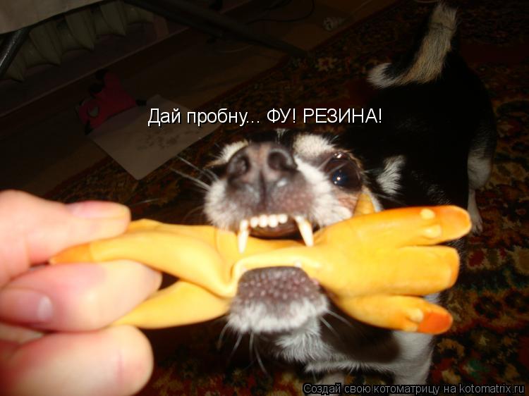 Котоматрица: Дай пробну... ФУ! РЕЗИНА!