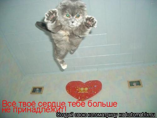Всё,твоё сердце тебе больше не принадлежит!... Котоматрица: Всё,твоё сердце тебе больше не принадлежит!