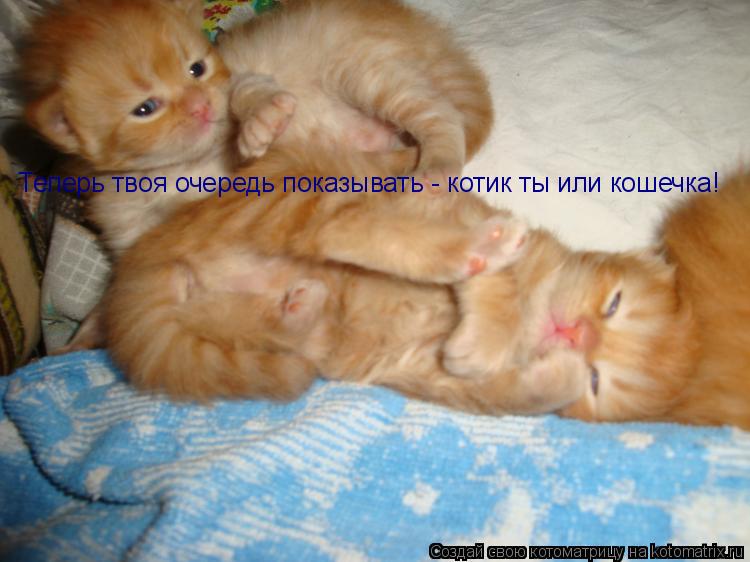 Теперь твоя очередь показывать - котик ты или кошечка!... Котоматрица: Теперь твоя очередь показывать - котик ты или кошечка!