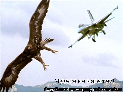 Чудеса на виражах!... Котоматрица: Чудеса на виражах!