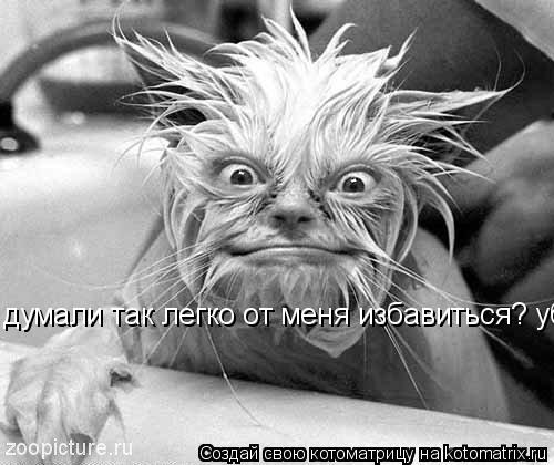 Котоматрица: думали так легко от меня избавиться? убью всех!!! думали так легко от меня избавиться? убью всех!!!