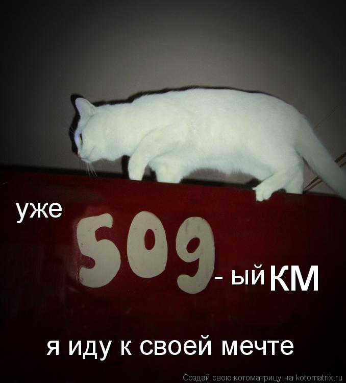я иду к своей мечте - ый км уже... Котоматрица: я иду к своей мечте - ый км уже