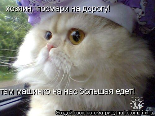 Котоматрица: хозяин, посмари на дорогу! там машинко на нас большая едет!