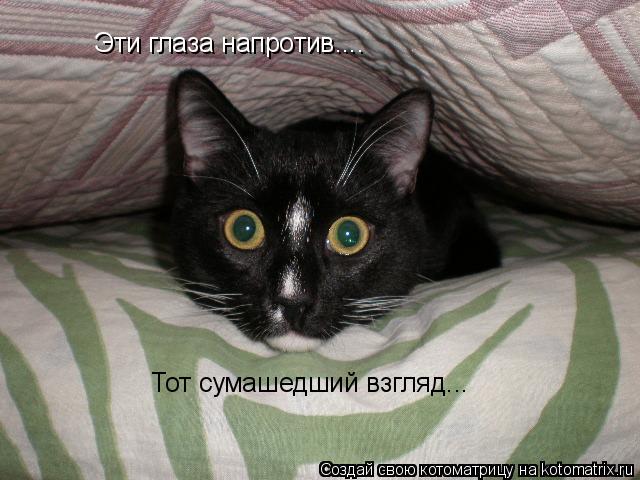 Эти глаза напротив.... Тот сумашедший взгляд...... Котоматрица: Эти глаза напротив.... Тот сумашедший взгляд...