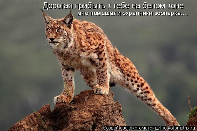 Котоматрица: Дорогая,прибыть к тебе на белом коне мне помешали охранники зоопарка....