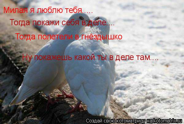 Милая я люблю тебя..... Тогда покажи себя в деле.... Тогда полетели в гнёздышко Ну покажешь какой ты ... Котоматрица: Милая я люблю тебя..... Тогда покажи себя в деле.... Тогда полетели в гнёздышко Ну покажешь какой ты в деле там....