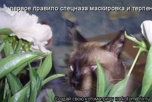 Котоматрица: первое правило спецназа маскировка и терпение