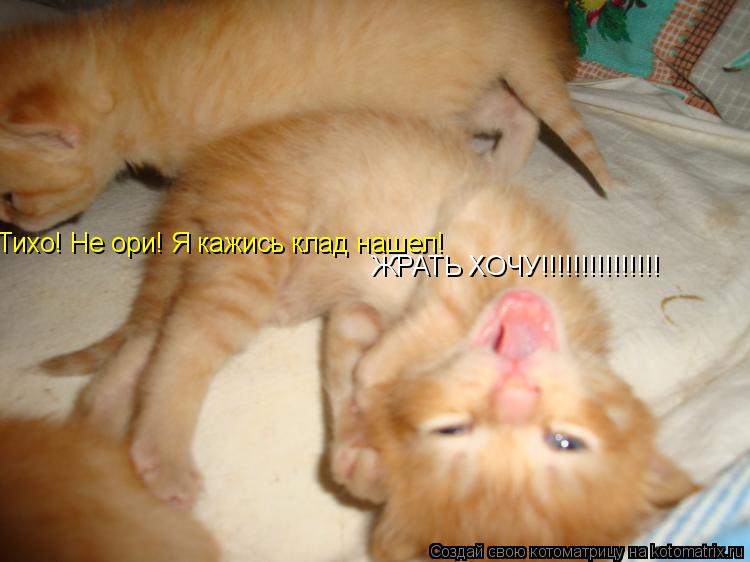 ЖРАТЬ ХОЧУ!!!!!!!!!!!!!!! Тихо! Не ори! Я кажись клад нашел!... Котоматрица: ЖРАТЬ ХОЧУ!!!!!!!!!!!!!!! Тихо! Не ори! Я кажись клад нашел!