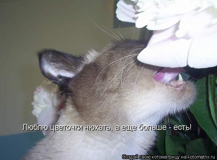 Люблю цветочки нюхать, а еще больше - есть!... Котоматрица: Люблю цветочки нюхать, а еще больше - есть!