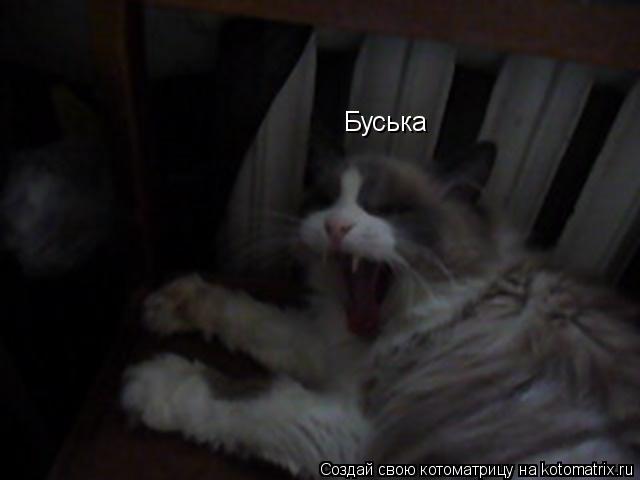 Буська... Котоматрица: Буська