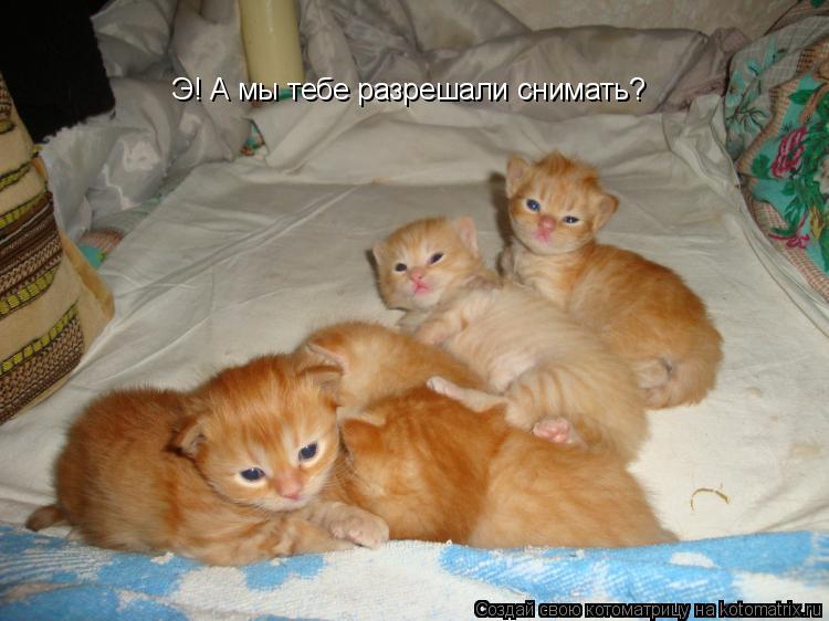 Э! А мы тебе разрешали снимать?... Котоматрица: Э! А мы тебе разрешали снимать?