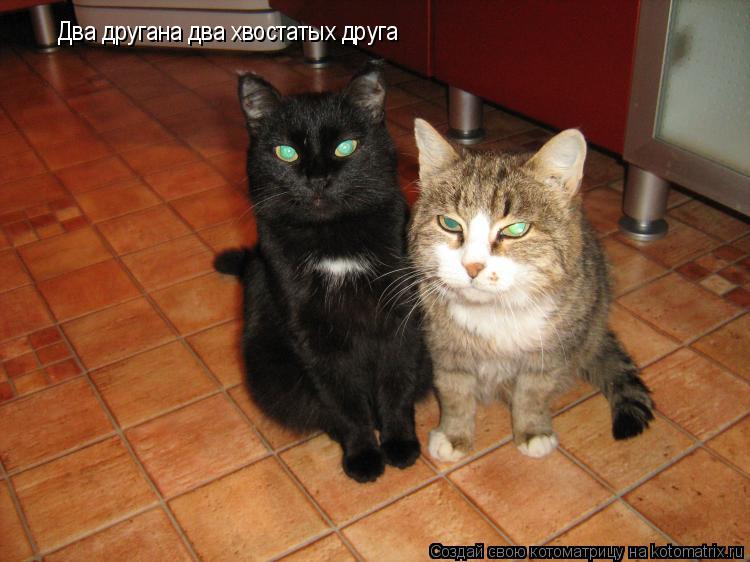 Два другана два хвостатых друга... Котоматрица: Два другана два хвостатых друга