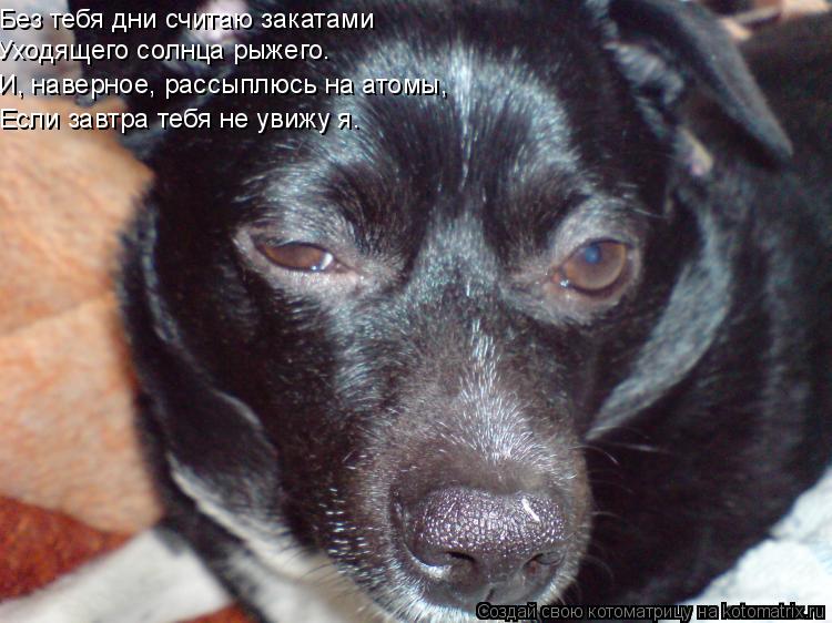 Без тебя дни считаю закатами Уходящего солнца рыжего. И, наверное, рассыплюсь на атомы, Если завтра т... Котоматрица: Без тебя дни считаю закатами Уходящего солнца рыжего. И, наверное, рассыплюсь на атомы, Если завтра тебя не увижу я.