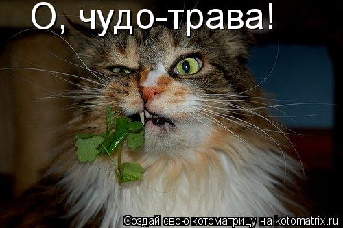 О, чудо-трава!... Котоматрица: О, чудо-трава!