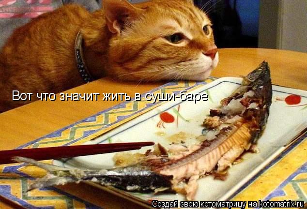 Вот что значит жить в суши-баре... Котоматрица: Вот что значит жить в суши-баре
