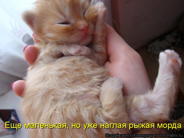 Котоматрица: Еще маленькая, но уже наглая рыжая морда