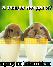 Котоматрица: а зайцев неждали?