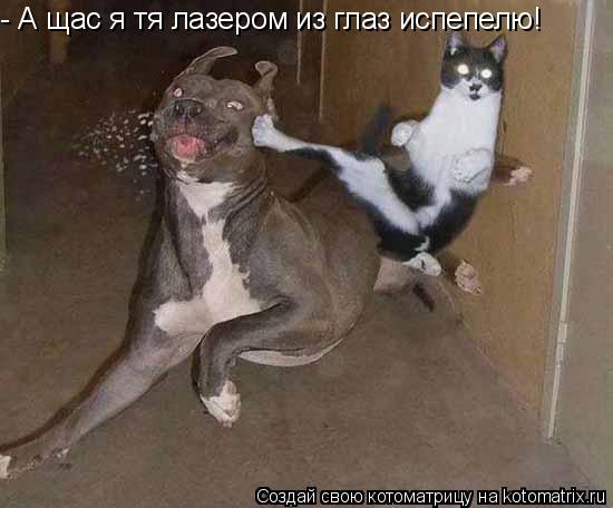 - А щас я тя лазером из глаз испепелю!... Котоматрица: - А щас я тя лазером из глаз испепелю!