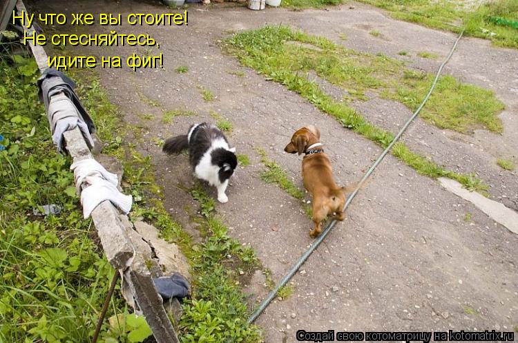 Ну что же вы стоите! Не стесняйтесь, идите на фиг!... Котоматрица: Ну что же вы стоите! Не стесняйтесь, идите на фиг!