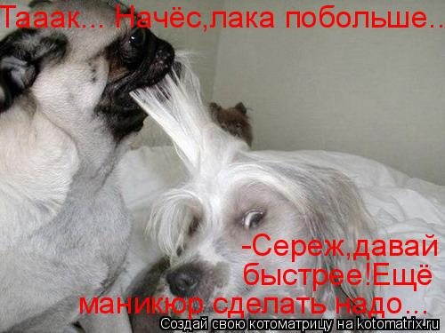 Котоматрица: Тааак... Начёс,лака побольше... -Сереж,давай быстрее!Ещё маникюр сделать надо...