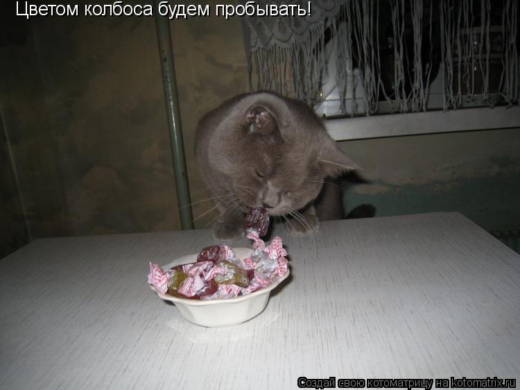 Цветом колбаса, будем пробывать? Цветом колбоса будем пробывать!... Котоматрица: Цветом колбаса, будем пробывать? Цветом колбоса будем пробывать!