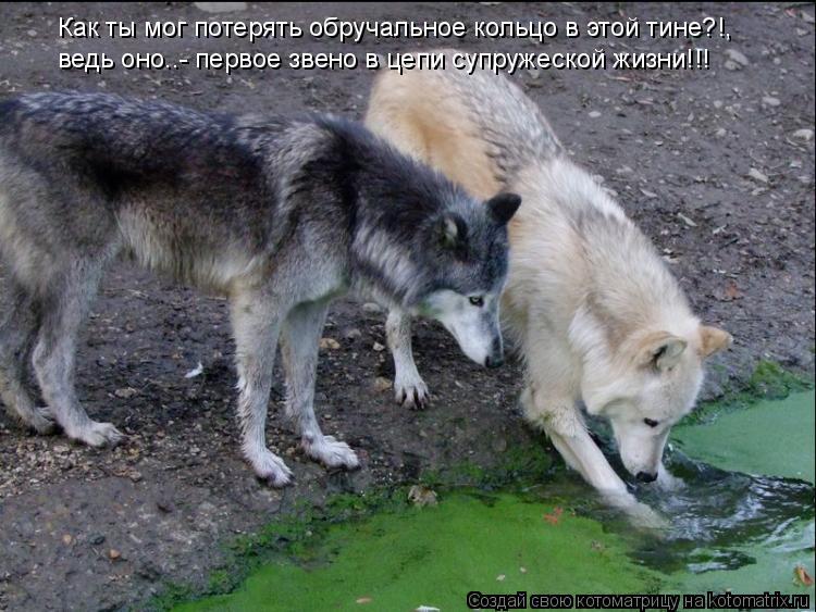 Как ты мог потерять обручальное кольцо в этой тине?!, ведь оно..- первое звено в цепи супружеской жиз... Котоматрица: Как ты мог потерять обручальное кольцо в этой тине?!, ведь оно..- первое звено в цепи супружеской жизни!!!