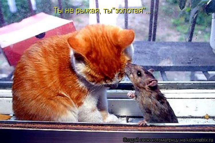 Котоматрица: Ты не рыжая, ты"золотая"...