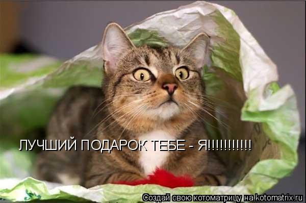 ЛУЧШИЙ ПОДАРОК ТЕБЕ - Я!!!!!!!!!!!... Котоматрица: ЛУЧШИЙ ПОДАРОК ТЕБЕ - Я!!!!!!!!!!!