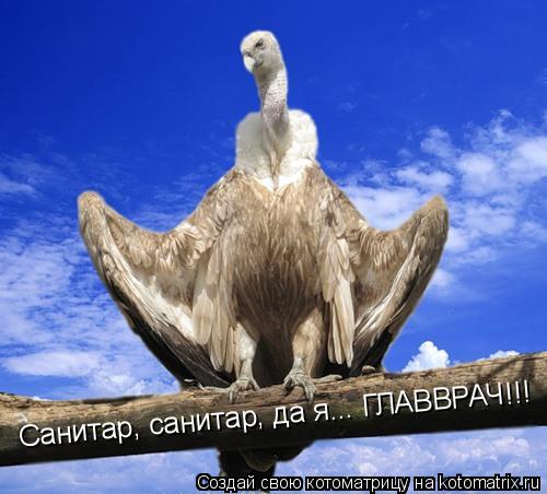 Санитар, санитар, да я... ГЛАВВРАЧ!!!... Котоматрица: Санитар, санитар, да я... ГЛАВВРАЧ!!!